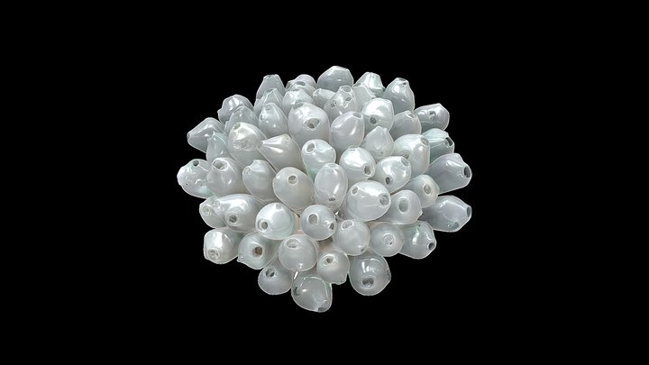 Blaschka "Football Sea Squirt"  (CT & Photos) 3D Model