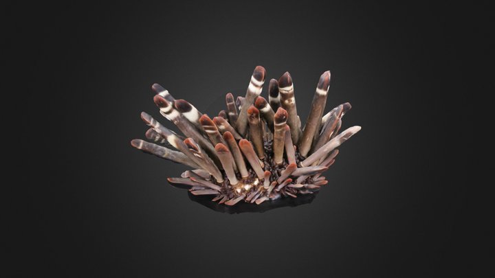 Echinoid: Heterocentrotus mamillatus (PRI) – Modelo 3D gratuito STL