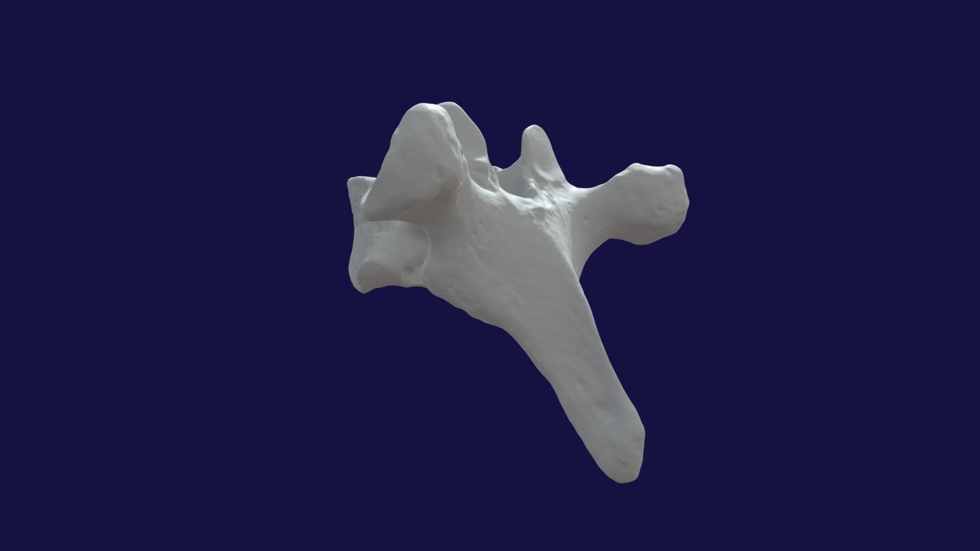 Thoracic vertebra model