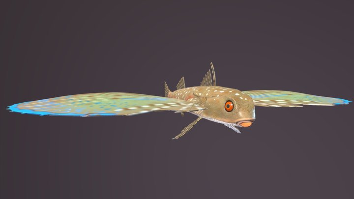 Flying gurnard 3D Model