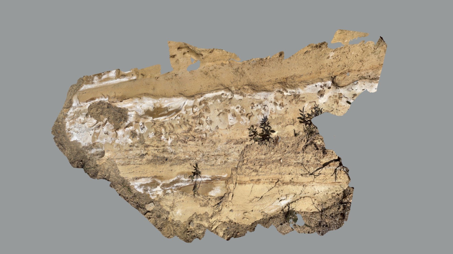 Marple Cyn SS rhizoliths