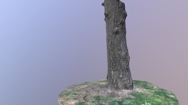 tree trunk 3D Model