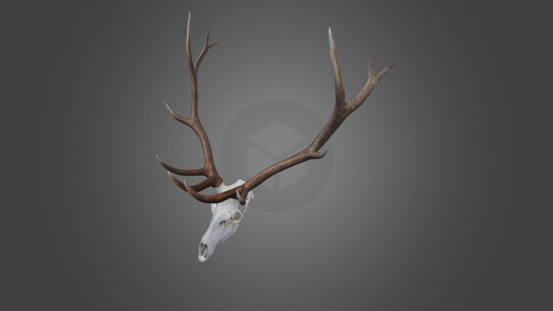3D model Benjamin Bishop 2016 Archery Bull Elk - This is a 3D model of the Benjamin Bishop 2016 Archery Bull Elk. The 3D model is about a deer with antlers.