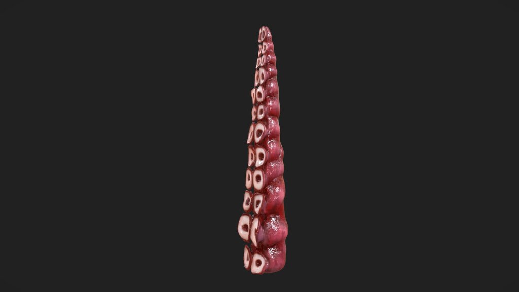 Octopus Tentacle