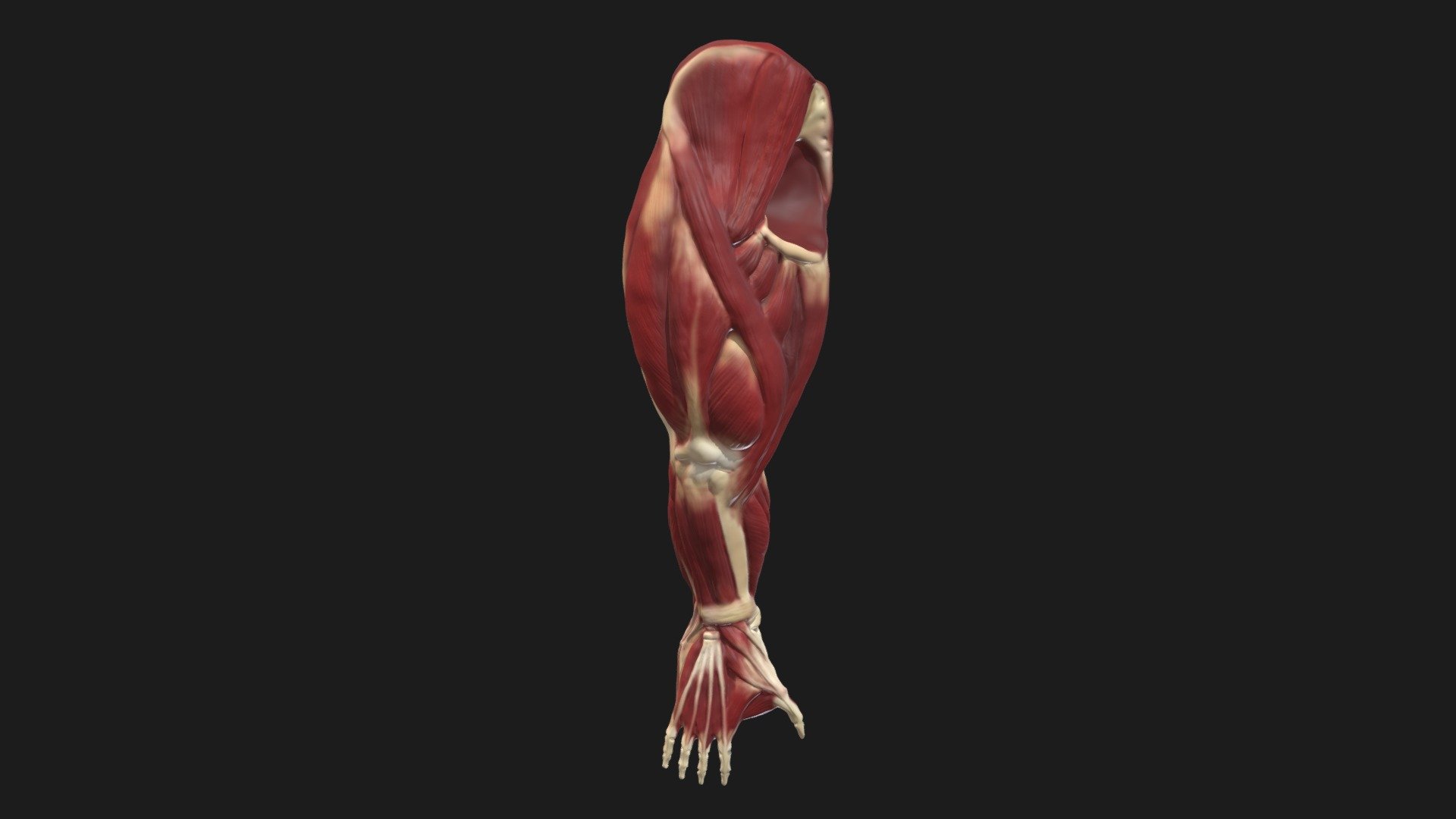 Gorilla Lower Limb Reconstruction