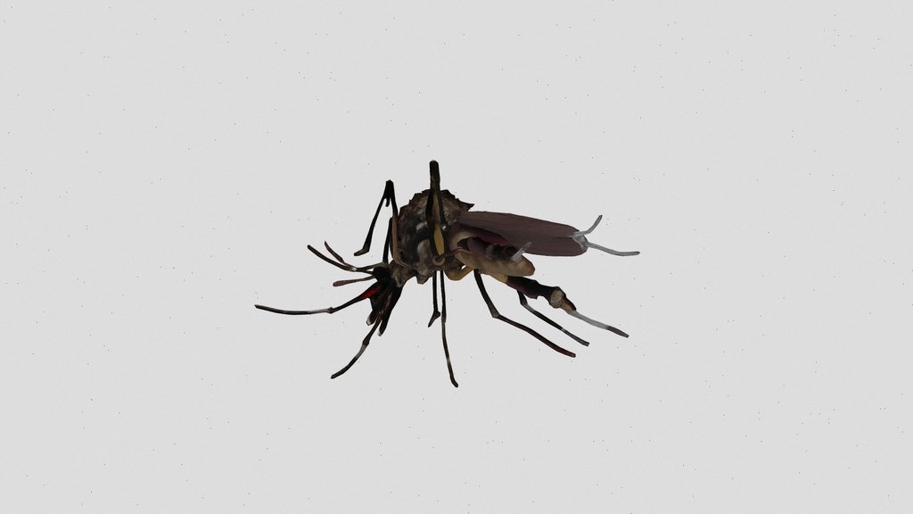 aedes aegypti