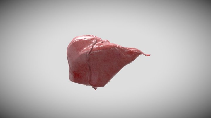 Liver 3D Model