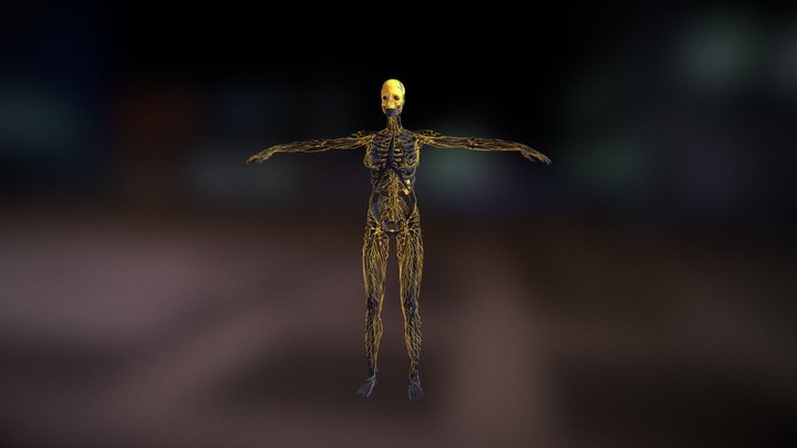 Fem 3D Model
