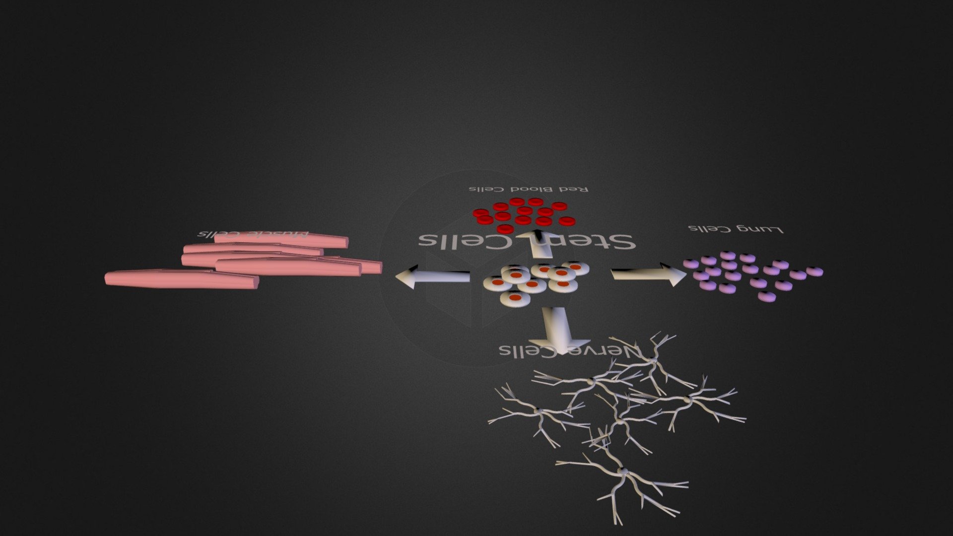stem_cell_model - 3D model by WunderPie [3237855] - Sketchfab