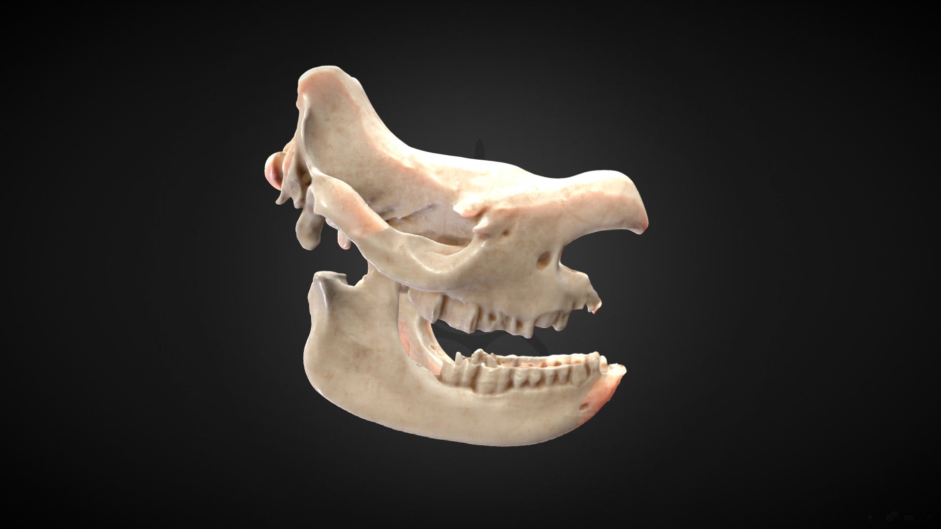 Череп самки носорога - 3D model by darwinmuseum.ru [32383f4] - Sketchfab