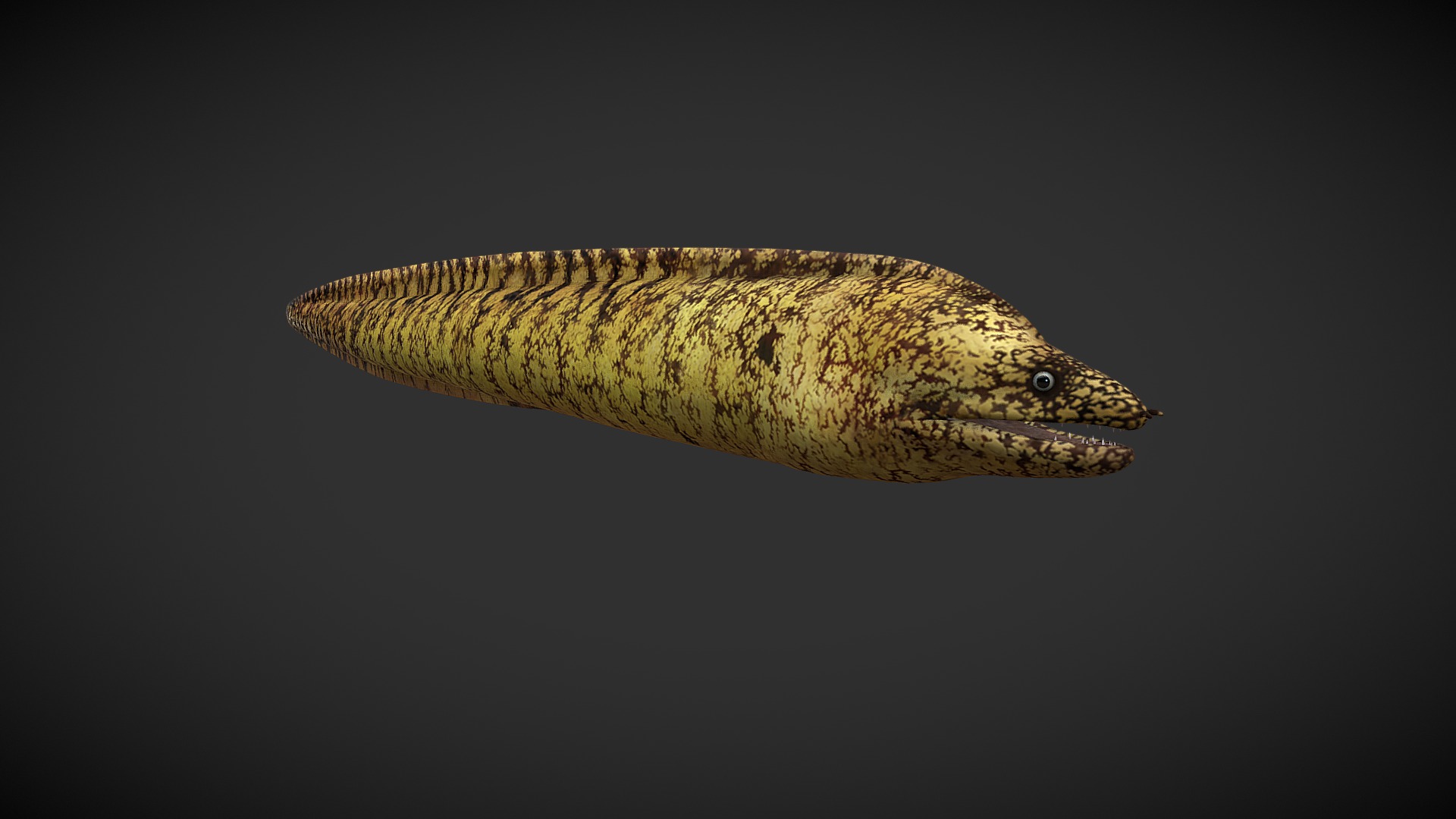 3D model Lamprey - This is a 3D model of the Lamprey. The 3D model is about a snake with a long tail.