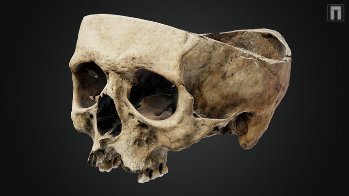 New Covent Garden Market Skull 3D Model