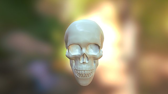 3D_Skull_mudbox 3D Model