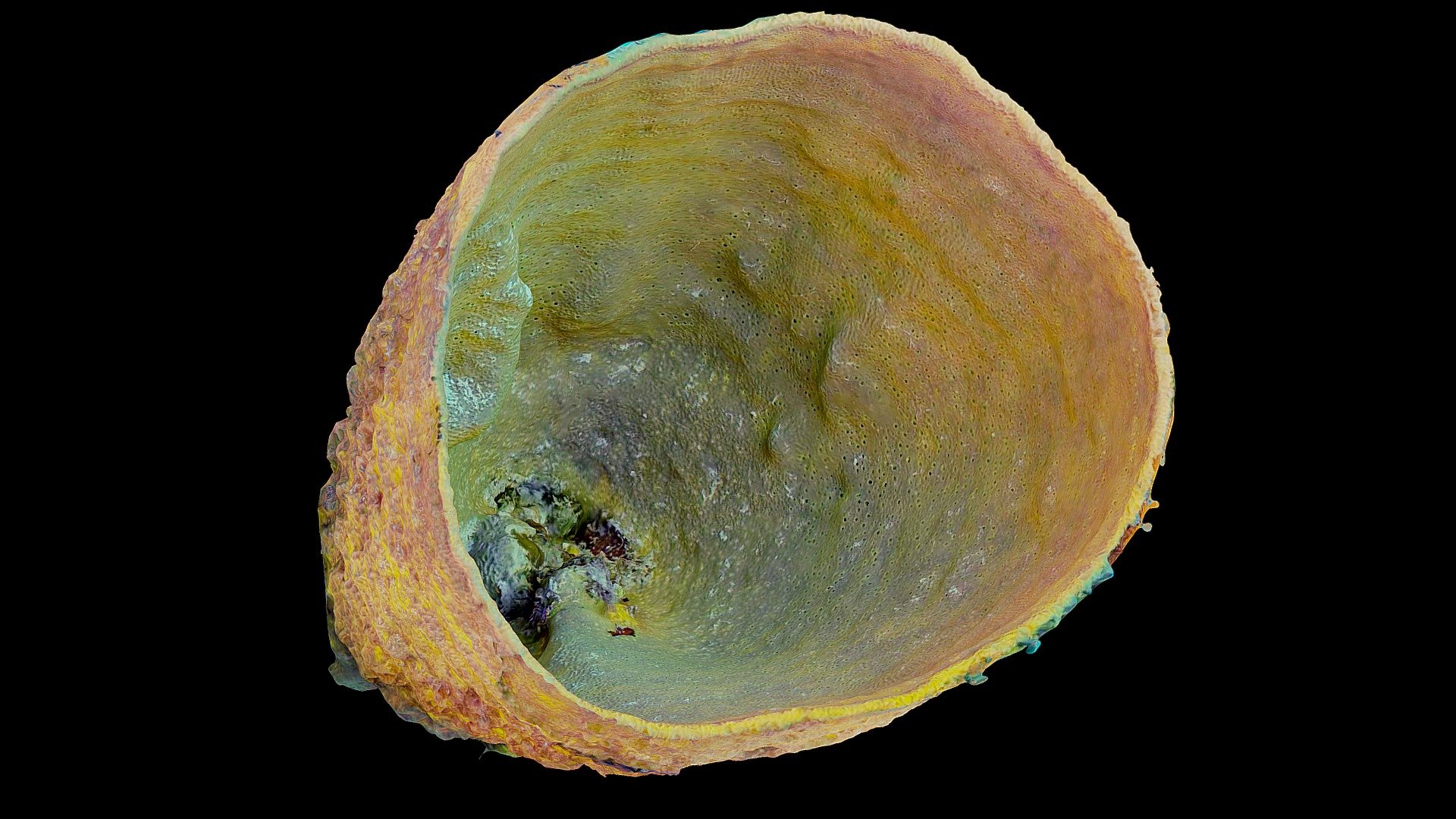 #3: Verongula gigantea
