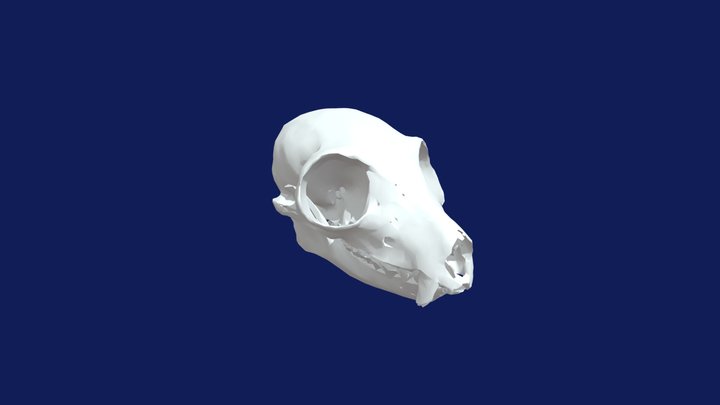 skull vr simplified 3D Model