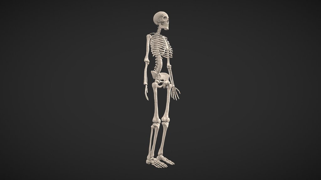 Anatomically Correct Skeleton