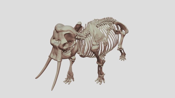 Naumann elephant 3D Model