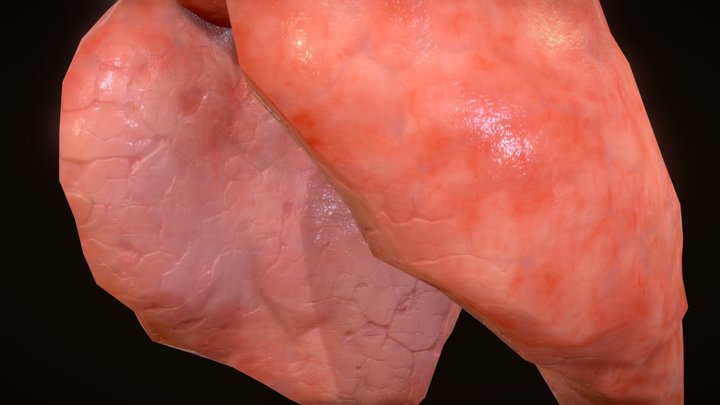 Pig Lungs 3D Model