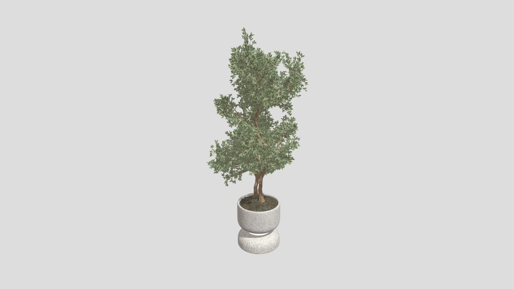 Tall Potted Olive Tree