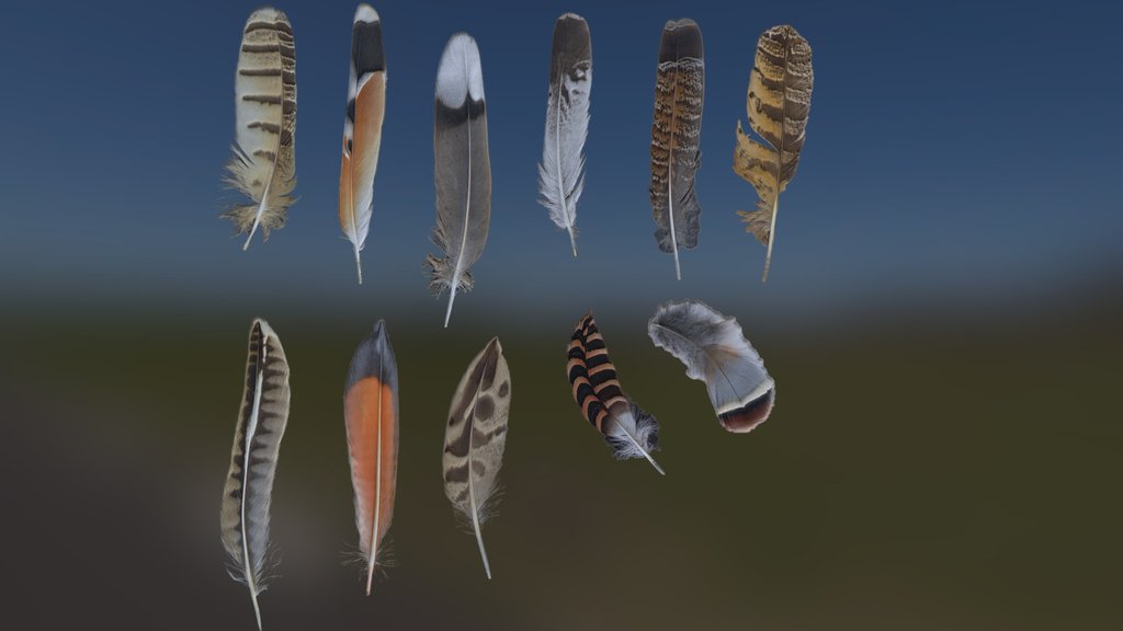 Bird feathers atlas