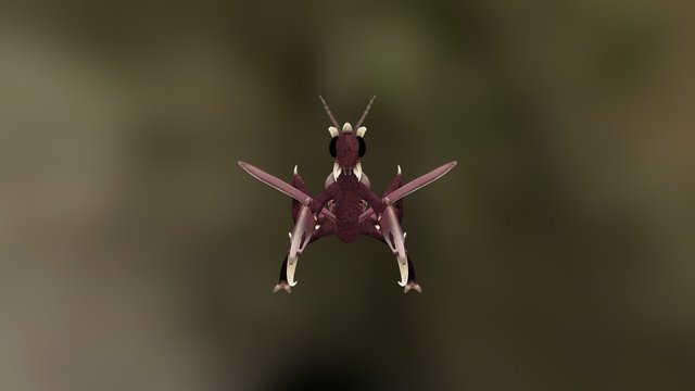 Mantis 3D Model
