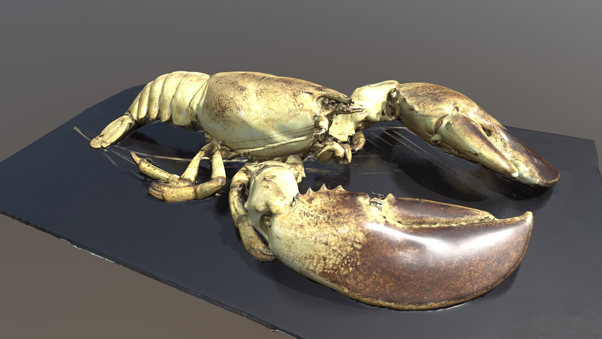 Американский омар — Sketchfab embed 3D viewer