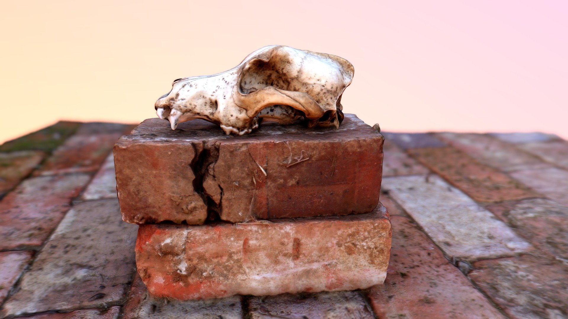Dog Skull