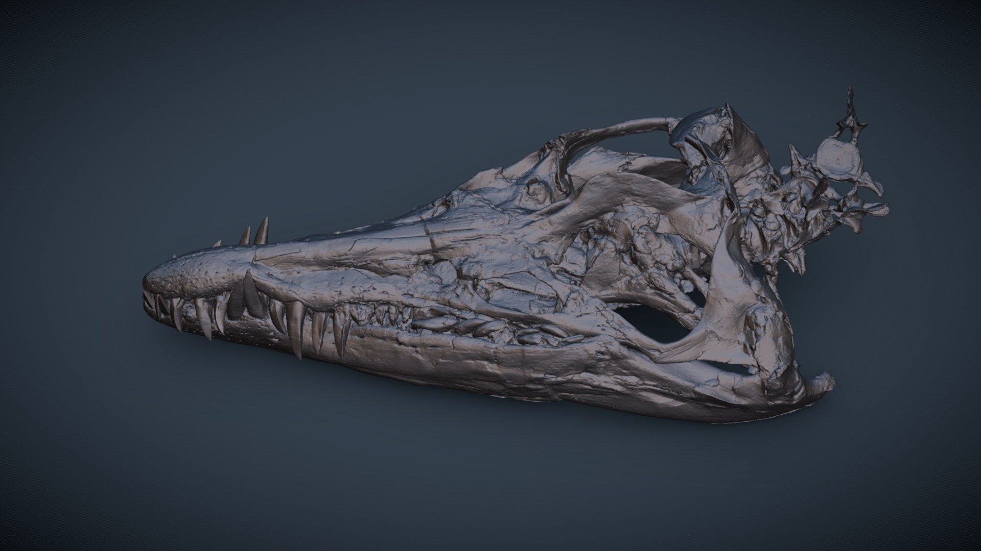 Kimmeridge Pliosaur Skull (without colour) — Sketchfab embed 3D viewer