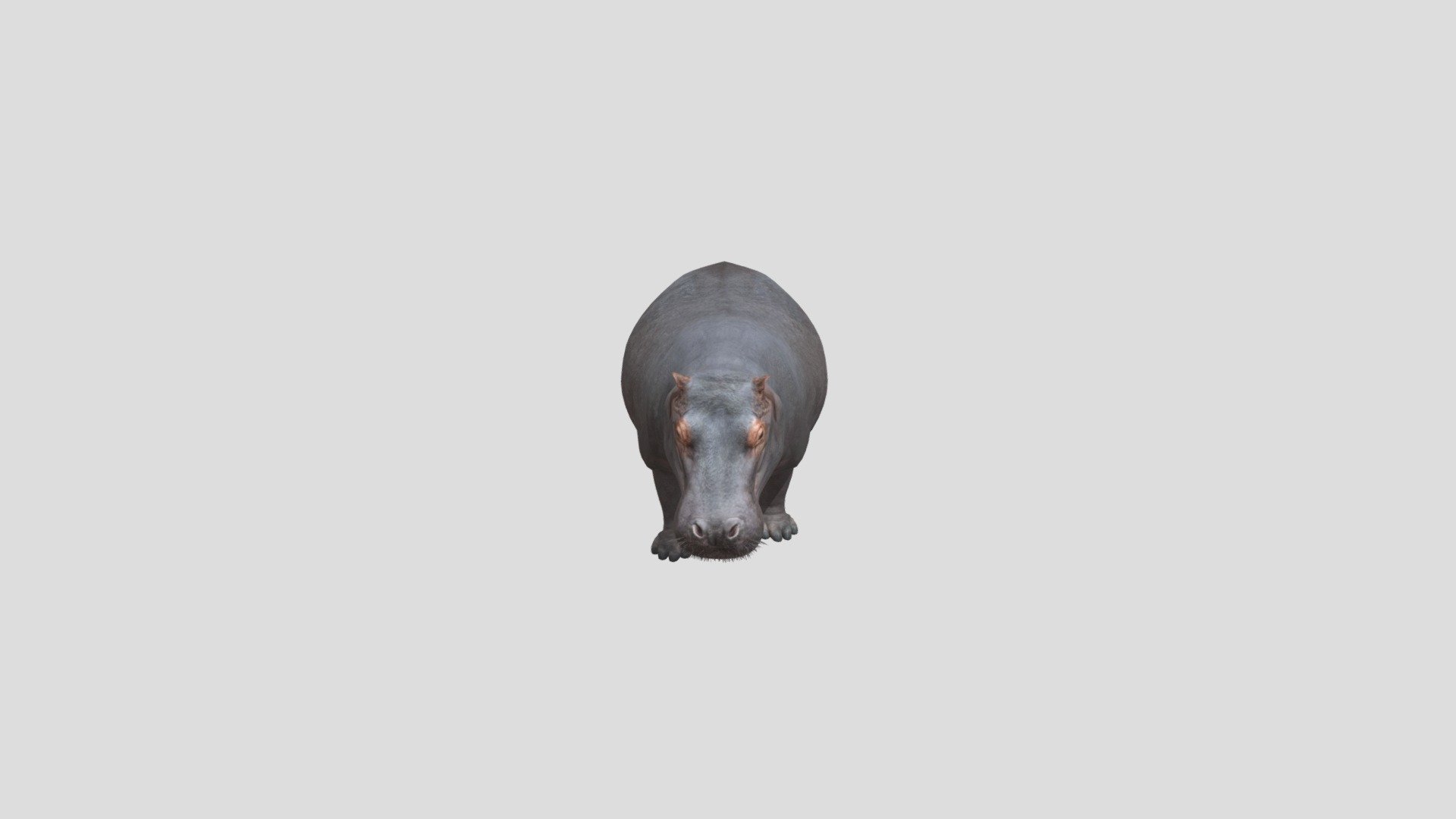 hippopotamus - Buy Royalty Free 3D model by Phil3D (@philosophie ...