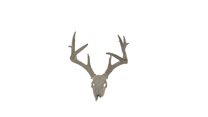 Deer Skull With Antlers - Copy 2 3D Model