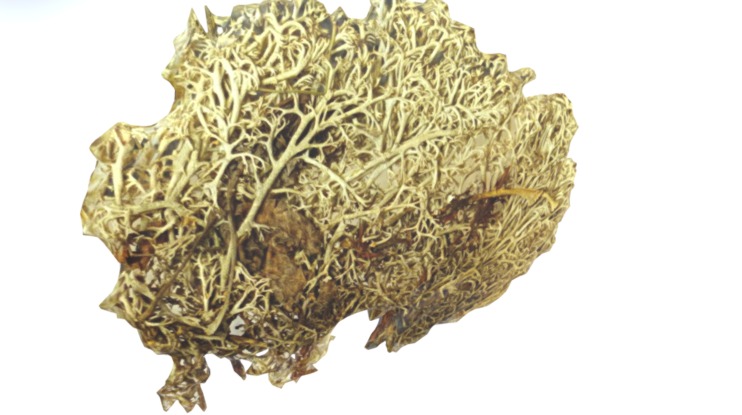 Greygreen Reindeer Lichen