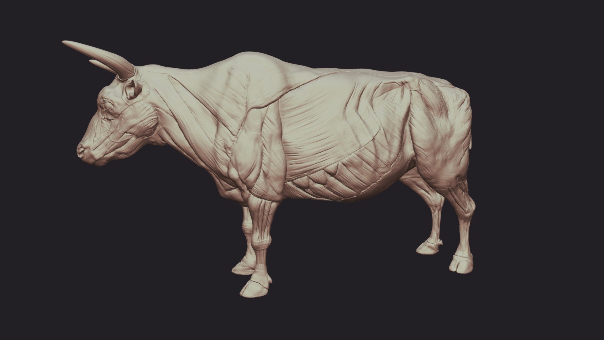 Bull Anatomy - Buy Royalty Free 3D model by SA Anatomy (@saanatomy ...