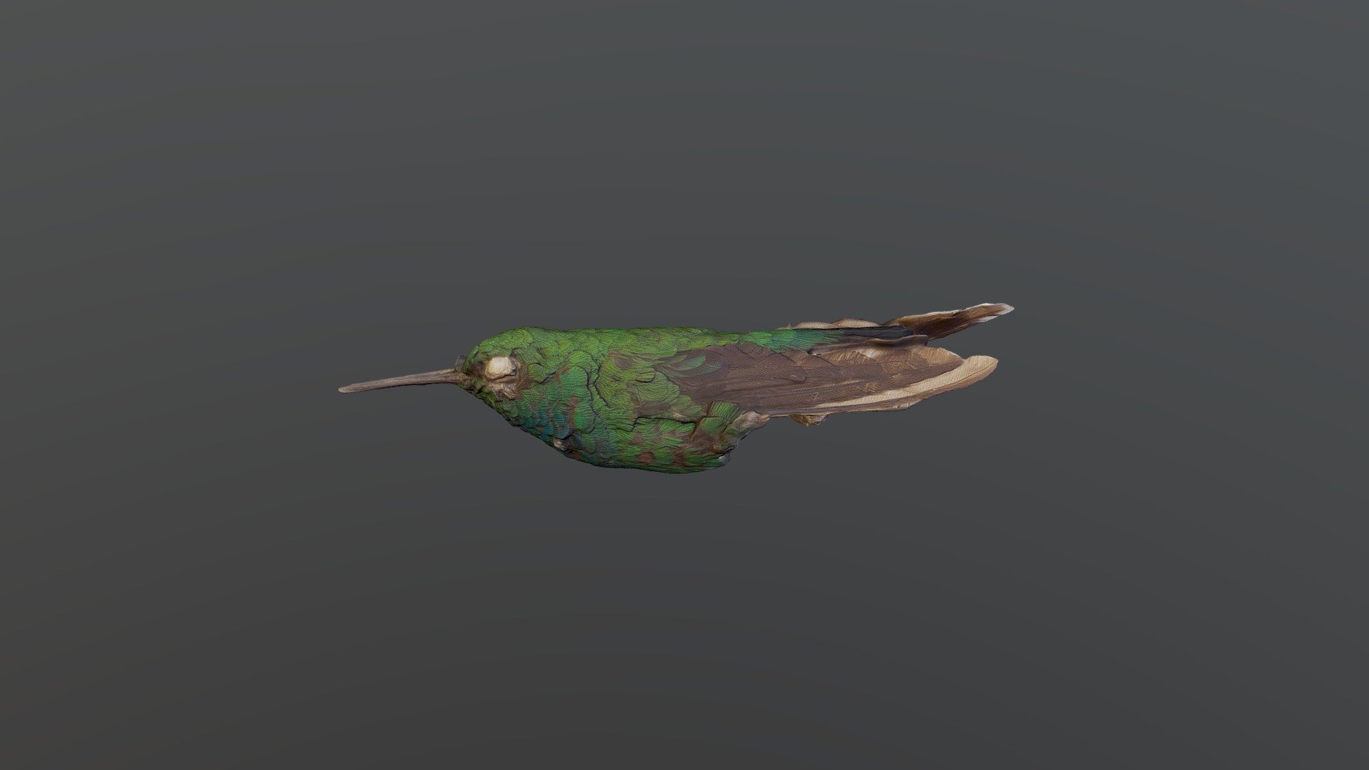 Blue -tailed Emerald - Chlorostilbon mellisugus