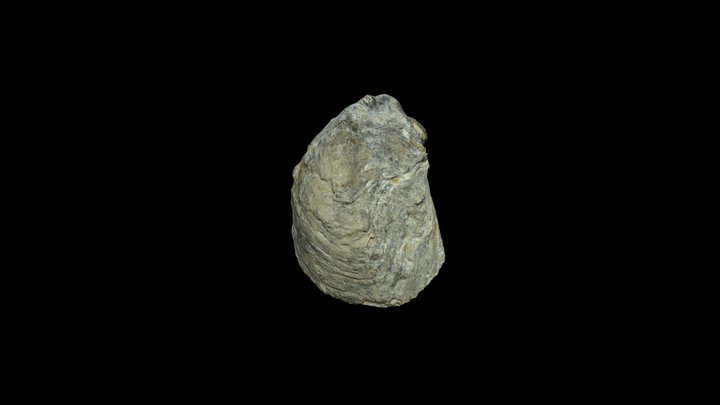 Fossile Marin 3D Model