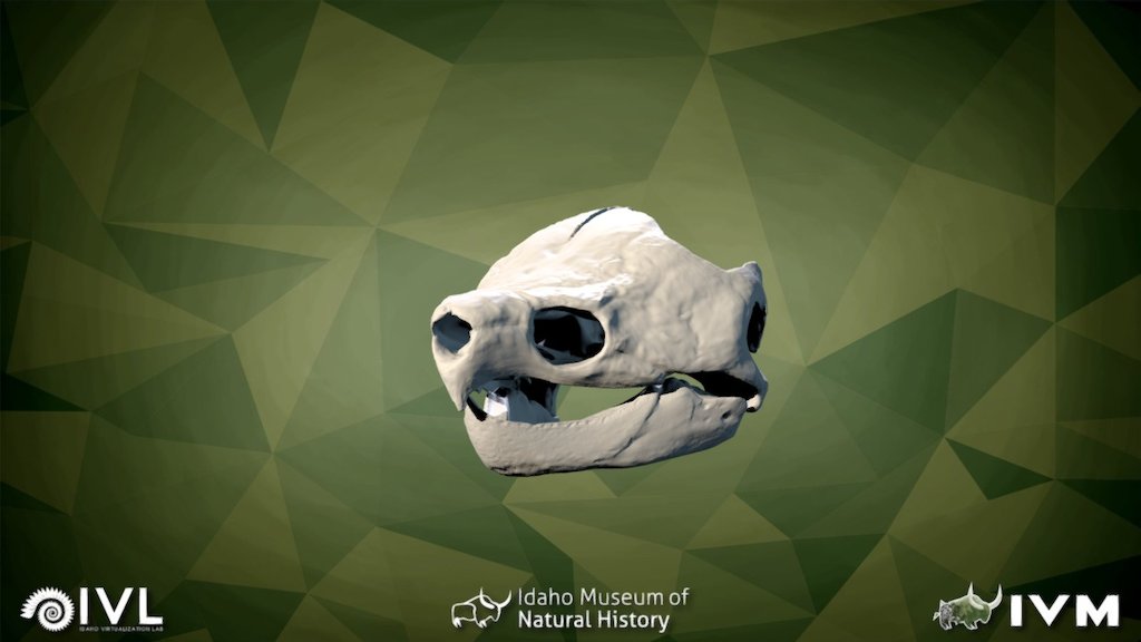 IMNH R-2610 Alligator Snapping Turtle Skull