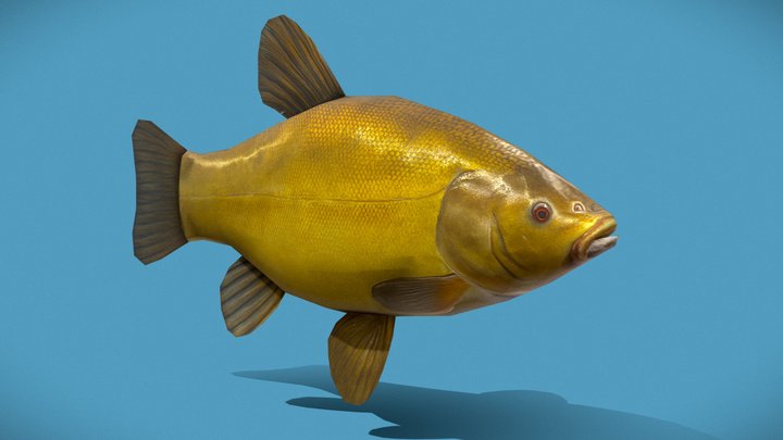 Fish-rigged-animated 3D Model
