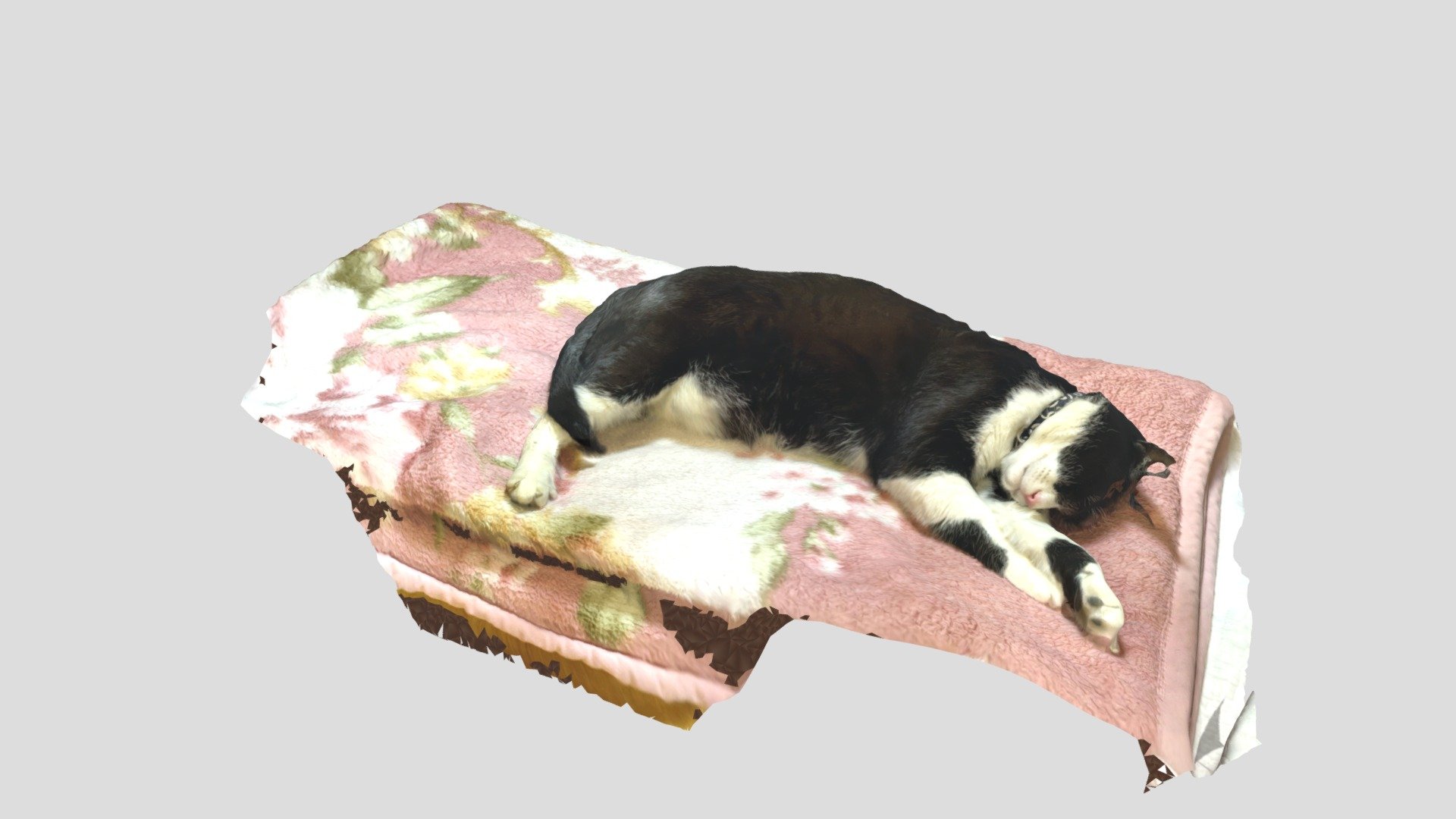 Sleeping cat
