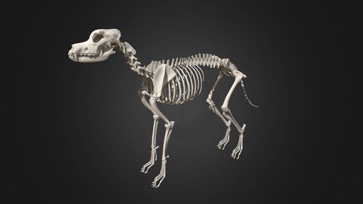 Great Dane - Skeleton 3D Model
