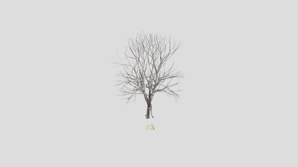 Chestnut Tree