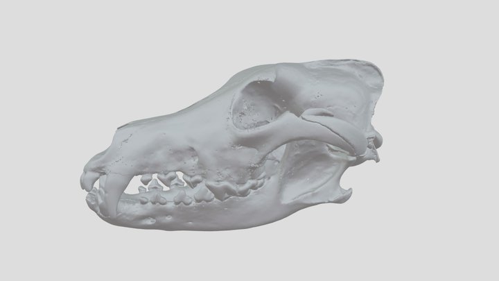 Wolf skull 3D Model