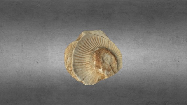 Rastro fósil, Cuenca (España) 3D Model