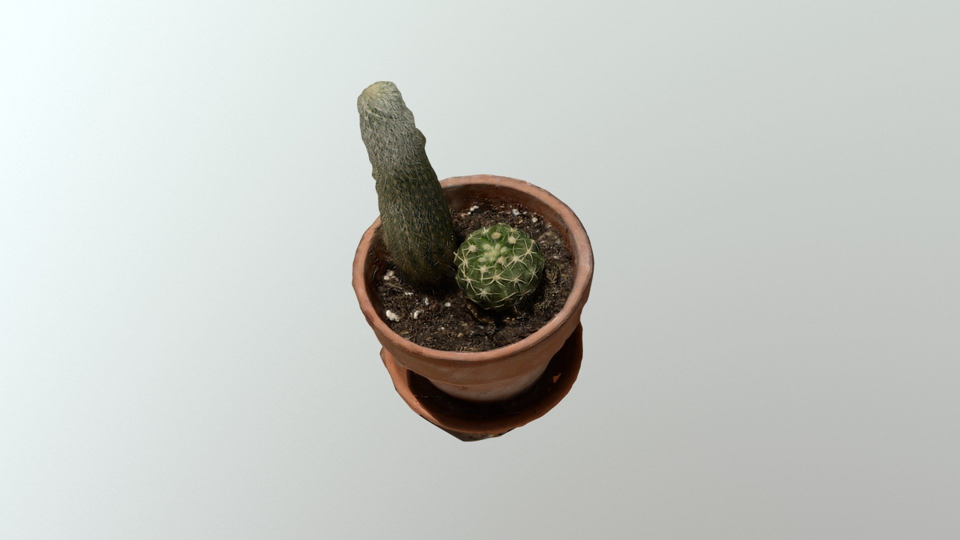 Two little Cactus