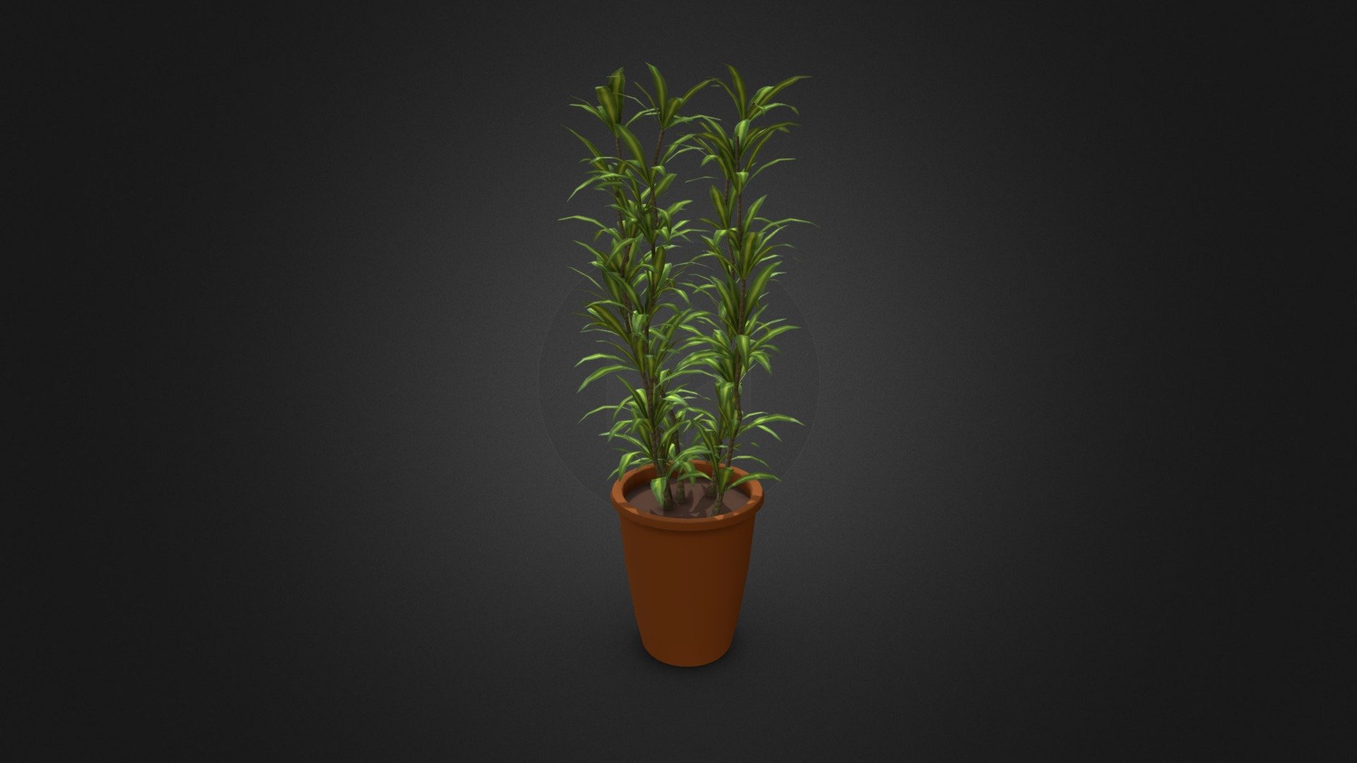 Foliage plant