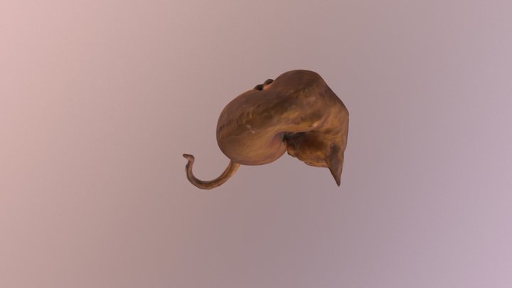 Cat 3 3D Model