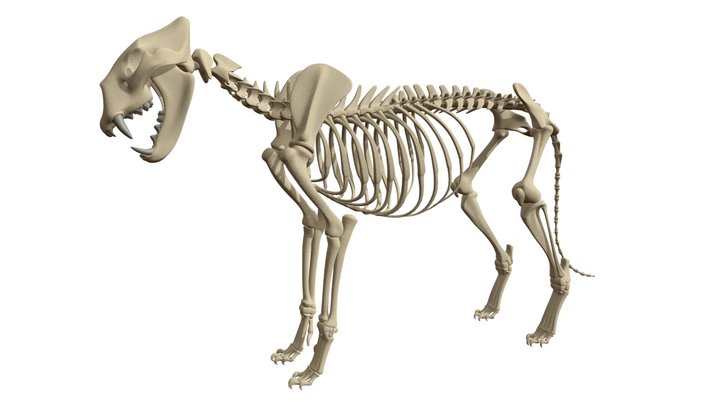 Animal anatomy — A 3D model collection by Mr_Smore (@Mr_Smore) - Sketchfab