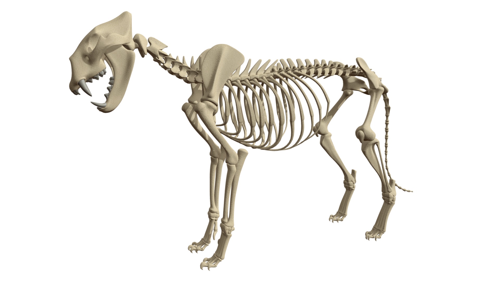 3D model Lion Skeleton - This is a 3D model of the Lion Skeleton. The 3D model is about a skeleton of a horse.