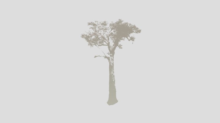 A "Mãe de Todas" - Castanheira 3D Model