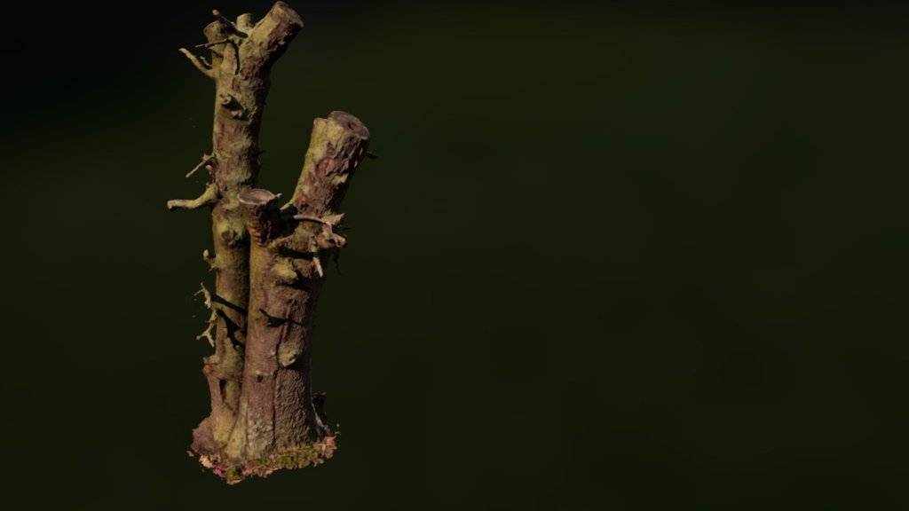 Stump 4