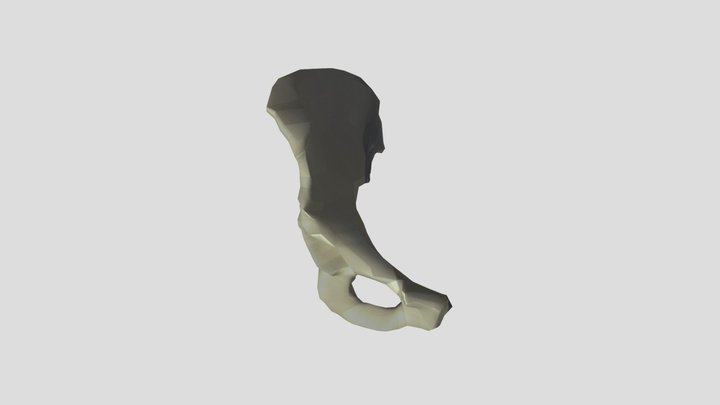 Pelvis 3D Model