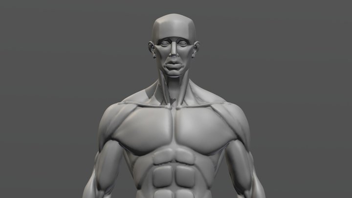 Anatomy Sculpt 3D Model